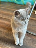 Britse korthaar dekkater grijs beschikbaar, Dieren en Toebehoren, Kater, Ontwormd, 0 tot 2 jaar