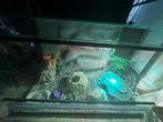Terrarium compleet. Kan met luipaardgekko, Ophalen of Verzenden, Zo goed als nieuw, Terrarium of Paludarium