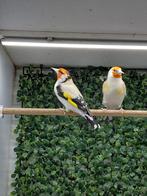Koppel majoor putters eumo x witkop, Meerdere dieren, Wildzangvogel