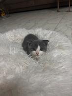 4 Kittens korthaar, Dieren en Toebehoren, Katten en Kittens | Raskatten | Langhaar, Meerdere dieren, 0 tot 2 jaar