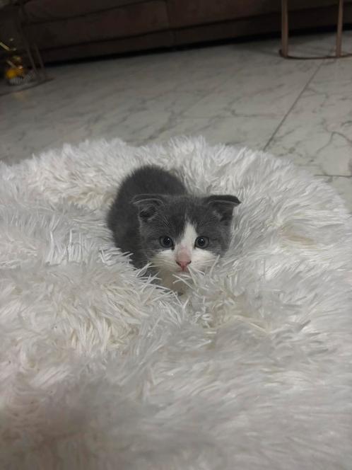 4 Kittens korthaar, Dieren en Toebehoren, Katten en Kittens | Raskatten | Langhaar, Meerdere dieren, 0 tot 2 jaar