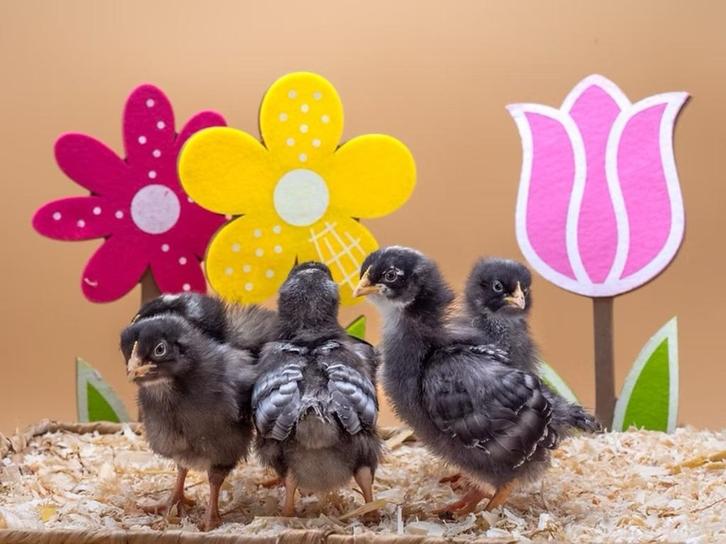 Amrock baby kuikens groot, hennetjes, gesekst en ingeënt, Dieren en Toebehoren, Pluimvee, Kip, Vrouwelijk