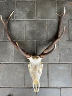 Edelhert gewei, Verzamelen, Dierenverzamelingen, Ophalen of Verzenden, Gebruikt, Hert, Gewei of Kop