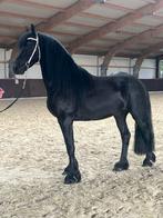 Rastypische 3 jarige hengst, Dieren en Toebehoren, Paarden, Hengst, 0 tot 2 jaar