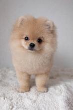 Bearface pomeraniaan mini boo bear teacup pomeriaan pup FCI, Nederland, 8 tot 15 weken, Parvo, Eén hond