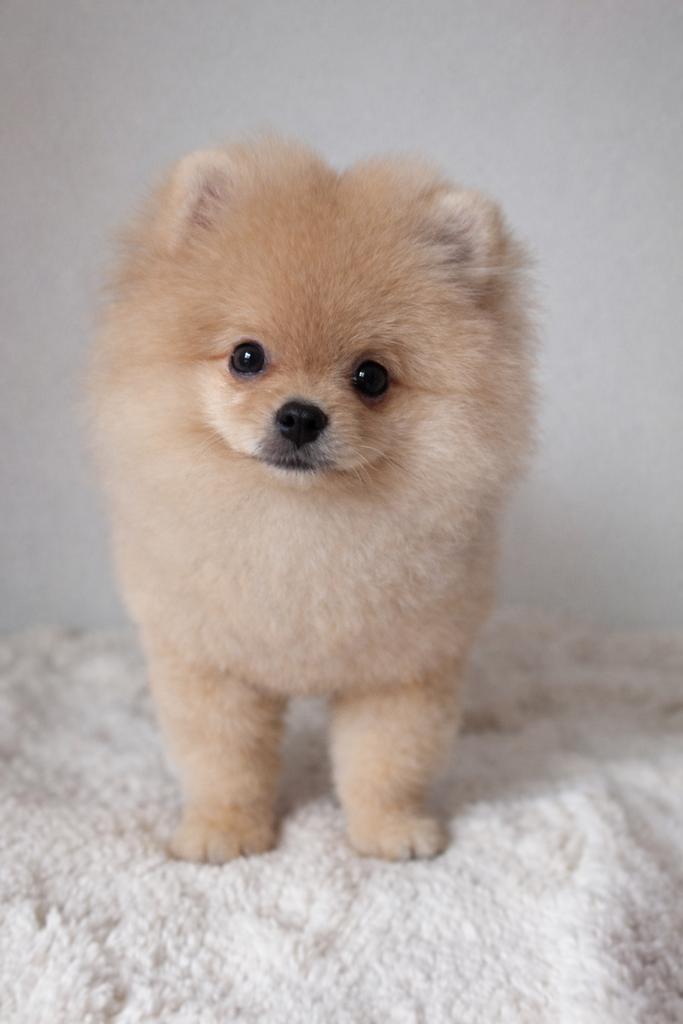 Bearface pomeraniaan mini boo bear teacup pomeriaan pup FCI, Dieren en Toebehoren, Honden | Chihuahua's en Gezelschapshonden, Reu