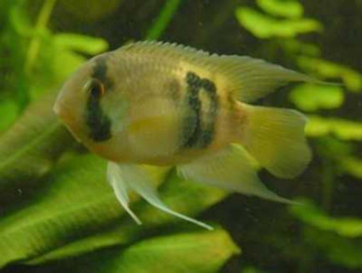 Zuid Amerikaanse Cichliden: Cleithracara maronii, Dieren en Toebehoren, Vissen | Aquariumvissen, Zoetwatervis, Vis