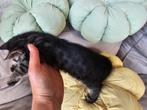 Bengaal kruising kitten poes charcoal zilverbengaal, Dieren en Toebehoren, Katten en Kittens | Overige Katten, Poes, Kortharig