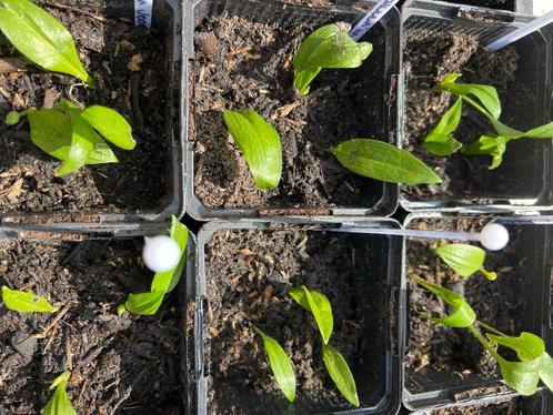 Tuinplant plantjes stekjes daslook aardbei brandkruid, Tuin en Terras, Planten | Tuinplanten, Overige soorten, Halfschaduw, Zomer