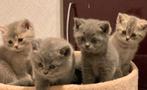 Britse Korthaar Kittens (poesjes), Dieren en Toebehoren, Poes, Ontwormd, 0 tot 2 jaar