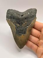 Haaientand Megalodon 12.3 centimeter, Verzamelen, Mineralen en Fossielen, Ophalen of Verzenden, Fossiel