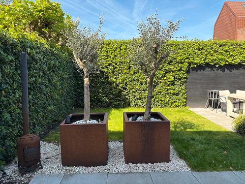 Cortenstaal 70x70cm met olijfboom (of zonder) - Als nieuw, Tuin en Terras, Planten | Bomen, Olijfboom, 100 tot 250 cm, Volle zon