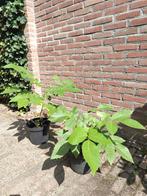 Walnootboom 2 stuks gekweekt in pot, 65 cm en 40cm hoog, Halfschaduw, Overige soorten, Minder dan 100 cm, Ophalen