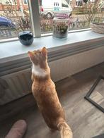 Ex kater zoekt goed huisje, Dieren en Toebehoren, Katten en Kittens | Overige Katten, Kater, Kortharig, 0 tot 2 jaar