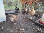 Brahma kippen te koop, Dieren en Toebehoren, Pluimvee