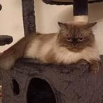 Chocolade pers poes gouden huisje gezocht ️, Dieren en Toebehoren, Katten en Kittens | Raskatten | Langhaar, Poes, Gechipt, 3 tot 5 jaar