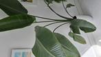 Prachtige strelitzia zie omschrijving, Huis en Inrichting, Kamerplanten, Ophalen, Overige soorten
