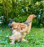 Brahma hanen, Dieren en Toebehoren, Mannelijk, Kip