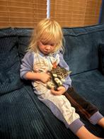 Twee lieve kittens op zoek naar een nieuw thuis, 33 - 40 uur, Overige niveaus, Overige vormen