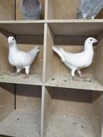 5 SCHOONHEIDS POSTDUIVEN TENTOONSTELLINGS KWALITEI NL 2025, Dieren en Toebehoren, Meerdere dieren, Postduif