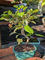 Malus sierappel bonsai, Bloeit niet, Halfschaduw, Minder dan 100 cm, Overige soorten