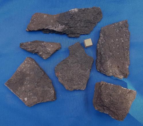 Agnostus-trilobieten - Cambrium (Lot 1), Verzamelen, Mineralen en Fossielen, Fossiel, Ophalen of Verzenden