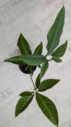 Syngonium trileaf plant, Huis en Inrichting, Kamerplanten, Ophalen of Verzenden, Halfschaduw, Minder dan 100 cm