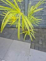 Palmbomen Fortunei - Winterharde Palm, Overige soorten, Volle zon, Vaste plant, Ophalen of Verzenden
