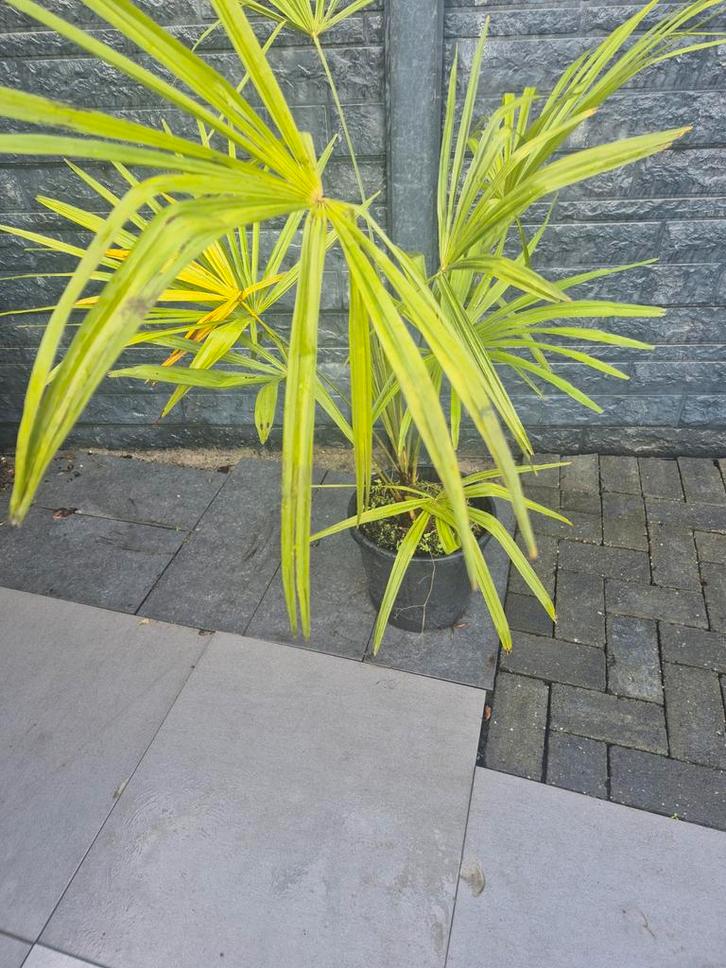 Palmbomen Fortunei - Winterharde Palm, Tuin en Terras, Planten | Tuinplanten, Vaste plant, Overige soorten, Volle zon, Bloeit niet
