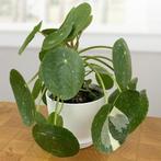 Gezocht : pilea white splash, Ophalen of Verzenden, Halfschaduw, Minder dan 100 cm