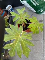 Rijstpapierplant (Tetrapanax papyrifer), Vaste plant, Bloeit niet, Halfschaduw, Ophalen