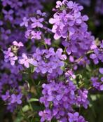 Zaden Damastbloem - Hesperis matronalis Purpurea, Verzenden, Voorjaar, Halfschaduw, Zaad
