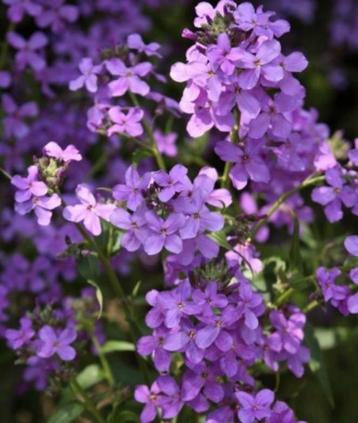 Zaden Damastbloem - Hesperis matronalis Purpurea beschikbaar voor biedingen