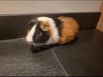 Mannetjes cavia, Dieren en Toebehoren, Oktober, Mannelijk, Cavia