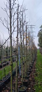 Bomenopruiming. Sierpeer, pyrus Chanticleer 6/8 cm, Lente, Volle zon, In pot, Overige soorten