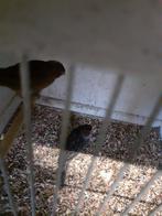 koppel zwart,rood,agaat,mozaiek  kanarie,s, Dieren en Toebehoren, Vogels | Kanaries, Meerdere dieren, Kleurkanarie