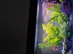 Aquarium te koop Rio 125, Ophalen, Zo goed als nieuw, Leeg aquarium
