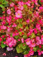 restpartij bladbegonia in diverse kleuren, Volle zon, Eenjarig, Zomer, Ophalen