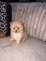 Pomeriaan puppys, Dieren en Toebehoren, Honden | Poolhonden, Keeshonden en Oertypen, Rabiës (hondsdolheid), Overige rassen, 8 tot 15 weken