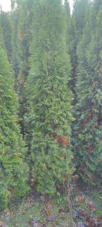 Thuja occidentalis "Smaragd" 125-150-175-200cm smalle plant, Ophalen of Verzenden, Conifeer, Haag, 100 tot 250 cm