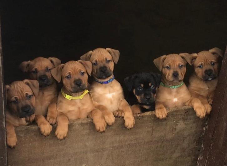 Amerikaanse Bully XXL pups. Zeldzame kruising metRottweiler, Dieren en Toebehoren, Honden | Bulldogs, Pinschers en Molossers, Meerdere dieren