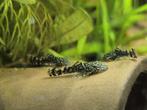 L144 Ancistrus albino en wildkleur, Vis, Zoetwatervis