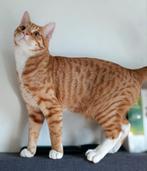 2 katten, Broer en zus, Dieren en Toebehoren, Meerdere dieren, Kortharig, 0 tot 2 jaar