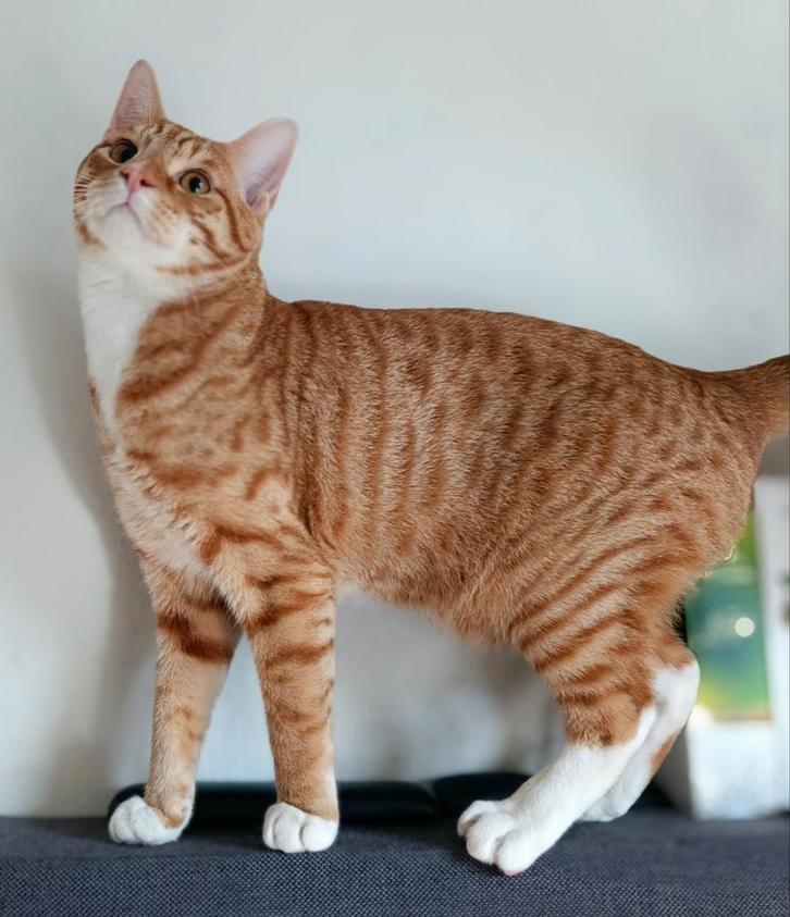 2 katten, Broer en zus, Dieren en Toebehoren, Katten en Kittens | Overige Katten, Kortharig, Meerdere dieren, 0 tot 2 jaar