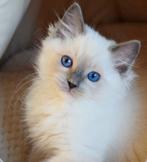 Ragdollkittens, Dieren en Toebehoren, Meerdere dieren, Gechipt, 0 tot 2 jaar