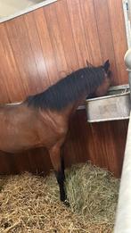 Knappe 2 jarige Merrie, Merrie, Met stamboom, Minder dan 160 cm, 0 tot 2 jaar