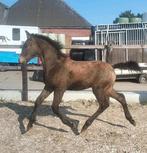 Zeer knap valk hengstveulen, Niet van toepassing, Dressuurpaard, 0 tot 2 jaar, Hengst
