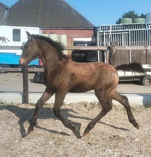 Zeer knap valk hengstveulen, Dieren en Toebehoren, Paarden, Hengst, Niet van toepassing, 0 tot 2 jaar, Dressuurpaard, Gechipt