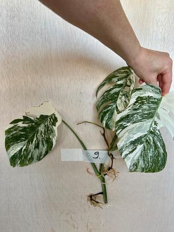 Monstera Albo stek met veel nieuwe wortels beschikbaar voor biedingen