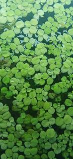 Salvinia Drijfplant 20 stuks, Ophalen of Verzenden, Overige soorten, Minder dan 100 cm